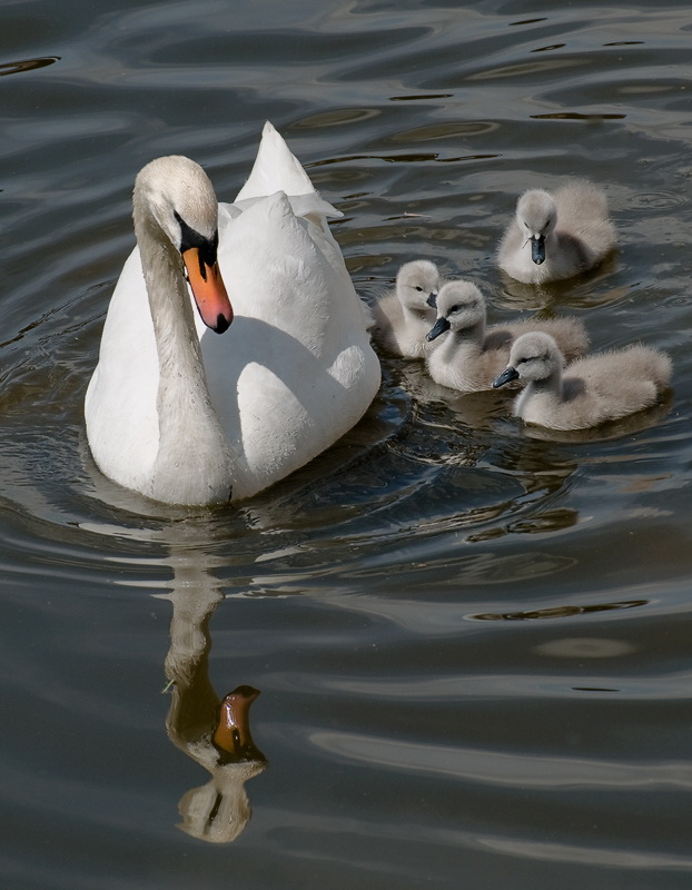 24 tiere-prag-D35_3938-als-Smart-Objekt-1.jpg